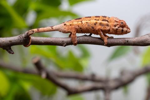 Ambilobe From "Mahaliana" (AKA Curious) x "Madity" (AKA Sticky) - Hatched Feb - March 2026 - Female #1