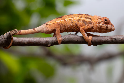 Ambilobe From "Mahaliana" (AKA Curious) x "Madity" (AKA Sticky) - Hatched Feb - March 2026 - Female #1