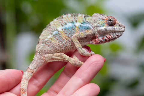 Pick Of Litter Ambilobe From "Mahaliana" (AKA Curious) x "Madity" (AKA Sticky) - Hatched Feb - March 2026 - Male #1