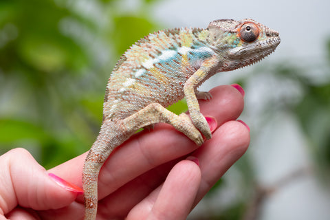 Pick Of Litter Ambilobe From "Mahaliana" (AKA Curious) x "Madity" (AKA Sticky) - Hatched Feb - March 2026 - Male #1