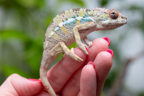 Pick Of Litter Ambilobe From "Mahaliana" (AKA Curious) x "Madity" (AKA Sticky) - Hatched Feb - March 2026 - Male #1