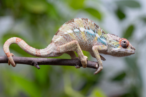 Pick Of Litter Ambilobe From "Mahaliana" (AKA Curious) x "Madity" (AKA Sticky) - Hatched Feb - March 2026 - Male #1