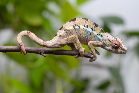 Pick Of Litter Ambilobe From "Mahaliana" (AKA Curious) x "Madity" (AKA Sticky) - Hatched Feb - March 2026 - Male #1