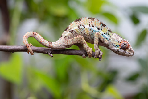 Pick Of Litter Ambilobe From "Mahaliana" (AKA Curious) x "Madity" (AKA Sticky) - Hatched Feb - March 2026 - Male #1