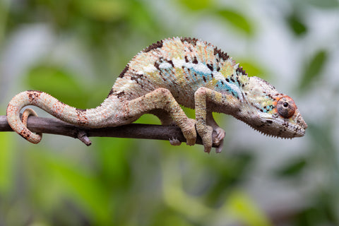 Pick Of Litter Ambilobe From "Mahaliana" (AKA Curious) x "Madity" (AKA Sticky) - Hatched Feb - March 2026 - Male #1