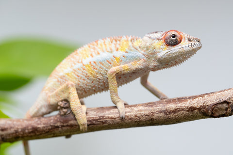 Pick Of Litter Ambilobe From "Mahaliana" (AKA Curious) x "Madity" (AKA Sticky) - Hatched Feb - March 2026 - Male #1