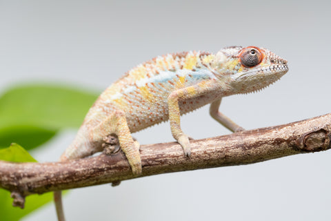Pick Of Litter Ambilobe From "Mahaliana" (AKA Curious) x "Madity" (AKA Sticky) - Hatched Feb - March 2026 - Male #1
