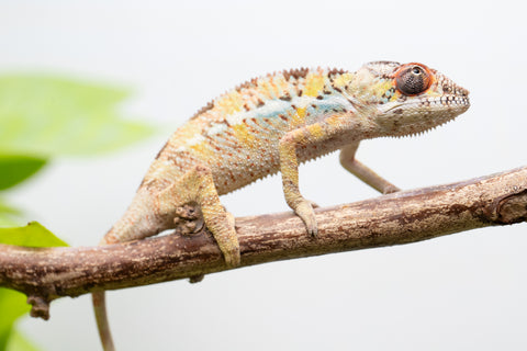 Pick Of Litter Ambilobe From "Mahaliana" (AKA Curious) x "Madity" (AKA Sticky) - Hatched Feb - March 2026 - Male #1