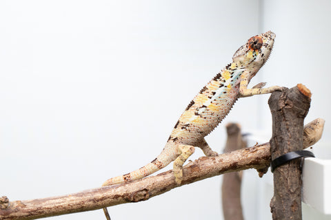 Pick Of Litter Ambilobe From "Mahaliana" (AKA Curious) x "Madity" (AKA Sticky) - Hatched Feb - March 2026 - Male #1