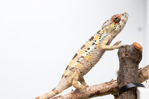 Pick Of Litter Ambilobe From "Mahaliana" (AKA Curious) x "Madity" (AKA Sticky) - Hatched Feb - March 2026 - Male #1