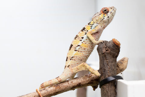 Pick Of Litter Ambilobe From "Mahaliana" (AKA Curious) x "Madity" (AKA Sticky) - Hatched Feb - March 2026 - Male #1
