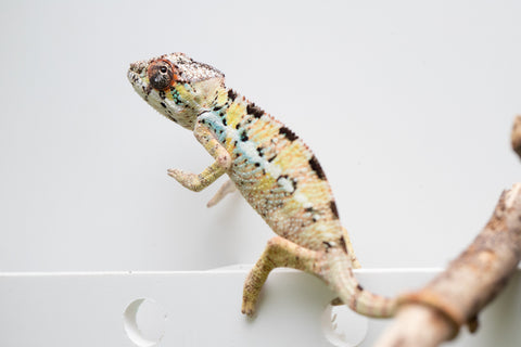 Pick Of Litter Ambilobe From "Mahaliana" (AKA Curious) x "Madity" (AKA Sticky) - Hatched Feb - March 2026 - Male #1