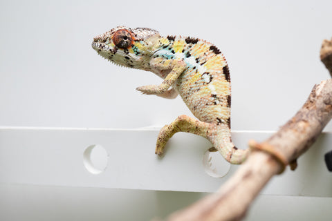Pick Of Litter Ambilobe From "Mahaliana" (AKA Curious) x "Madity" (AKA Sticky) - Hatched Feb - March 2026 - Male #1