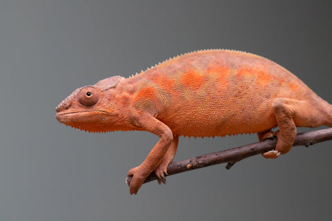 Holdbacks/Individuals: Ambilobe group from "Mahaliana" (AKA Curious) x "Tendro Rantsam-bity" (AKA Tippy Toes) - Hatched April - May 2025 - Female #1