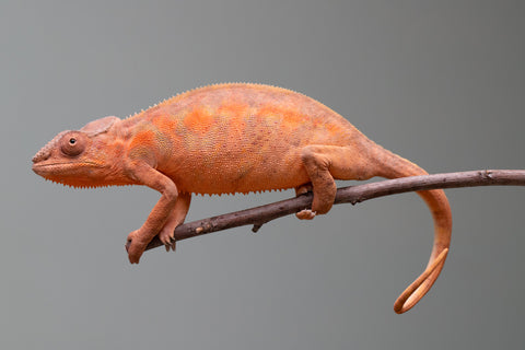 Holdbacks/Individuals: Ambilobe group from "Mahaliana" (AKA Curious) x "Tendro Rantsam-bity" (AKA Tippy Toes) - Hatched April - May 2025 - Female #1