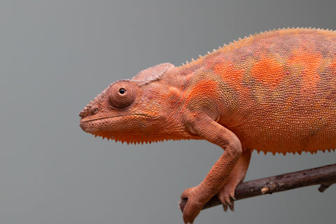 Holdbacks/Individuals: Ambilobe group from "Mahaliana" (AKA Curious) x "Tendro Rantsam-bity" (AKA Tippy Toes) - Hatched April - May 2025 - Female #1