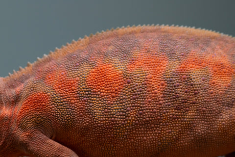 Holdbacks/Individuals: Ambilobe group from "Mahaliana" (AKA Curious) x "Tendro Rantsam-bity" (AKA Tippy Toes) - Hatched April - May 2025 - Female #1