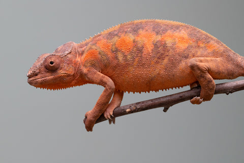 Holdbacks/Individuals: Ambilobe group from "Mahaliana" (AKA Curious) x "Tendro Rantsam-bity" (AKA Tippy Toes) - Hatched April - May 2025 - Female #1