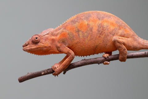 Holdbacks/Individuals: Ambilobe group from "Mahaliana" (AKA Curious) x "Tendro Rantsam-bity" (AKA Tippy Toes) - Hatched April - May 2025 - Female #1