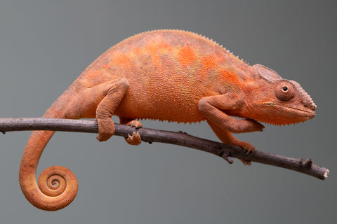 Holdbacks/Individuals: Ambilobe group from "Mahaliana" (AKA Curious) x "Tendro Rantsam-bity" (AKA Tippy Toes) - Hatched April - May 2025 - Female #1