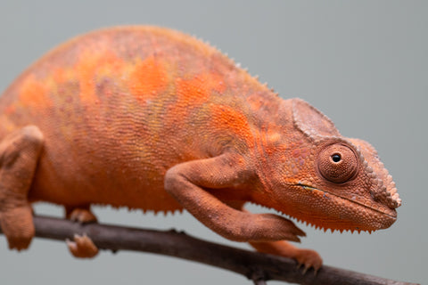 Holdbacks/Individuals: Ambilobe group from "Mahaliana" (AKA Curious) x "Tendro Rantsam-bity" (AKA Tippy Toes) - Hatched April - May 2025 - Female #1