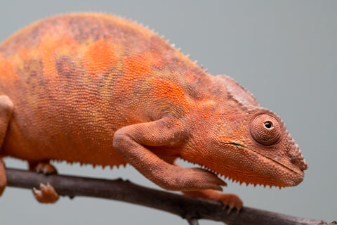 Holdbacks/Individuals: Ambilobe group from "Mahaliana" (AKA Curious) x "Tendro Rantsam-bity" (AKA Tippy Toes) - Hatched April - May 2025 - Female #1