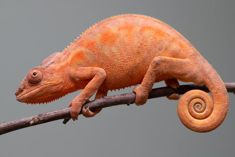 Holdbacks/Individuals: Ambilobe group from "Mahaliana" (AKA Curious) x "Tendro Rantsam-bity" (AKA Tippy Toes) - Hatched April - May 2025 - Female #1