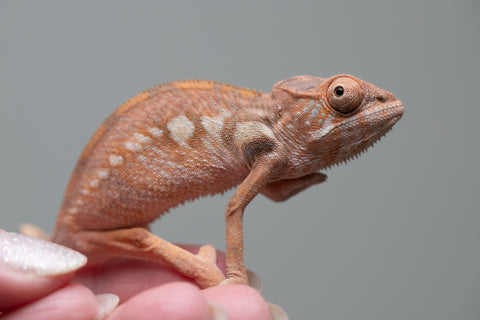 Holdbacks/Individuals: Ambilobe group from "Mahaliana" (AKA Curious) x "Tendro Rantsam-bity" (AKA Tippy Toes) - Hatched June - Female #1