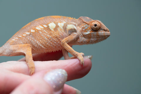 Holdbacks/Individuals: Ambilobe group from "Mahaliana" (AKA Curious) x "Tendro Rantsam-bity" (AKA Tippy Toes) - Hatched June - Female #1