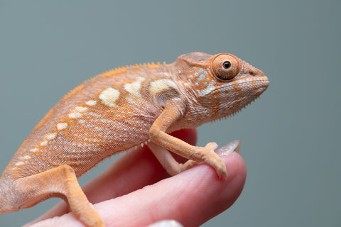 Holdbacks/Individuals: Ambilobe group from "Mahaliana" (AKA Curious) x "Tendro Rantsam-bity" (AKA Tippy Toes) - Hatched June - Female #1