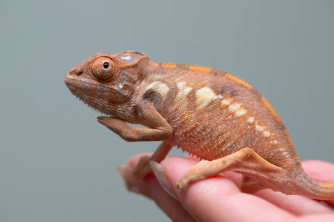 Holdbacks/Individuals: Ambilobe group from "Mahaliana" (AKA Curious) x "Tendro Rantsam-bity" (AKA Tippy Toes) - Hatched June - Female #1