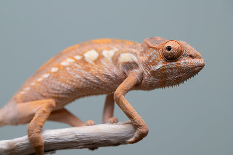 Holdbacks/Individuals: Ambilobe group from "Mahaliana" (AKA Curious) x "Tendro Rantsam-bity" (AKA Tippy Toes) - Hatched June - Female #1