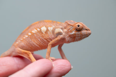 Holdbacks/Individuals: Ambilobe group from "Mahaliana" (AKA Curious) x "Tendro Rantsam-bity" (AKA Tippy Toes) - Hatched June - Female #1