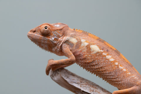 Holdbacks/Individuals: Ambilobe group from "Mahaliana" (AKA Curious) x "Tendro Rantsam-bity" (AKA Tippy Toes) - Hatched June - Female #1