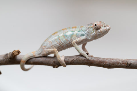 Holdbacks/Individuals: Ambilobe group from "Mahaliana" (AKA Curious) x "Tendro Rantsam-bity" (AKA Tippy Toes) - Hatched June - Male #1