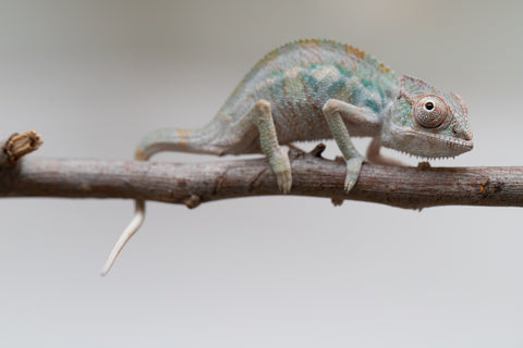 Holdbacks/Individuals: Ambilobe group from "Mahaliana" (AKA Curious) x "Tendro Rantsam-bity" (AKA Tippy Toes) - Hatched June - Male #1