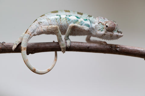 Holdbacks/Individuals: Ambilobe group from "Mahaliana" (AKA Curious) x "Tendro Rantsam-bity" (AKA Tippy Toes) - Hatched June - Male #1