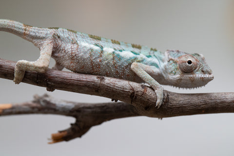 Holdbacks/Individuals: Ambilobe group from "Mahaliana" (AKA Curious) x "Tendro Rantsam-bity" (AKA Tippy Toes) - Hatched June - Male #1