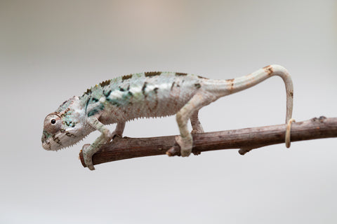 Holdbacks/Individuals: Ambilobe group from "Mahaliana" (AKA Curious) x "Tendro Rantsam-bity" (AKA Tippy Toes) - Hatched June - Male #1
