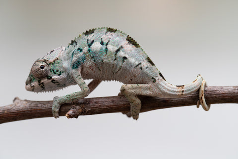Holdbacks/Individuals: Ambilobe group from "Mahaliana" (AKA Curious) x "Tendro Rantsam-bity" (AKA Tippy Toes) - Hatched June - Male #1