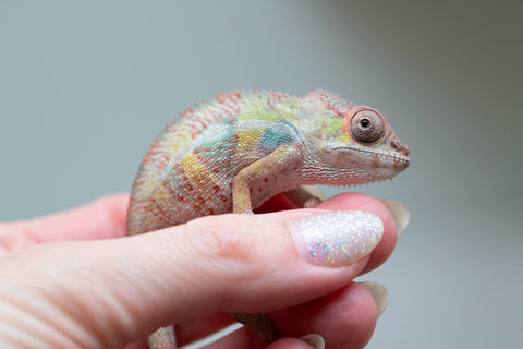 Holdbacks/Individuals: Ambilobe group from "Mahaliana" (AKA Curious) x "Tendro Rantsam-bity" (AKA Tippy Toes) - Hatched June - Male #2
