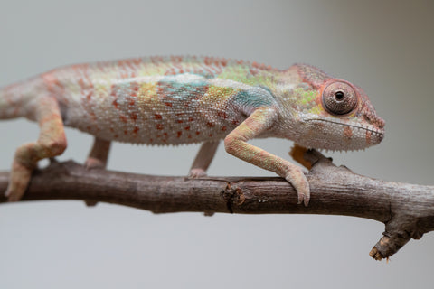 Holdbacks/Individuals: Ambilobe group from "Mahaliana" (AKA Curious) x "Tendro Rantsam-bity" (AKA Tippy Toes) - Hatched June - Male #2