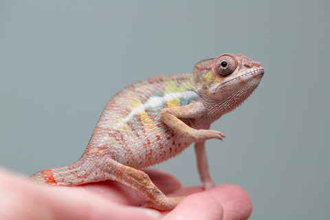Holdbacks/Individuals: Ambilobe group from "Mahaliana" (AKA Curious) x "Tendro Rantsam-bity" (AKA Tippy Toes) - Hatched June - Male #2