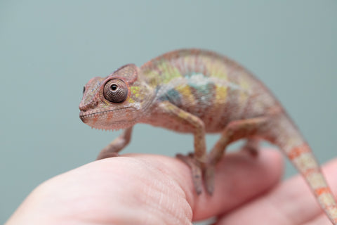 Holdbacks/Individuals: Ambilobe group from "Mahaliana" (AKA Curious) x "Tendro Rantsam-bity" (AKA Tippy Toes) - Hatched June - Male #2