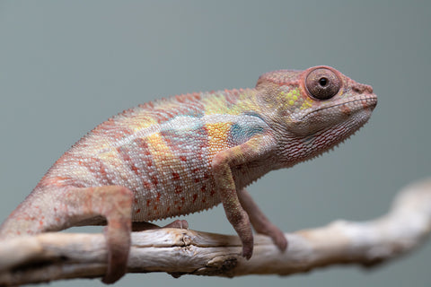 Holdbacks/Individuals: Ambilobe group from "Mahaliana" (AKA Curious) x "Tendro Rantsam-bity" (AKA Tippy Toes) - Hatched June - Male #2