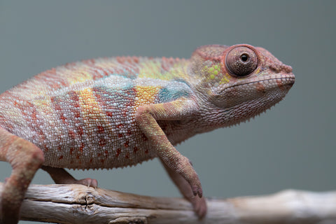 Holdbacks/Individuals: Ambilobe group from "Mahaliana" (AKA Curious) x "Tendro Rantsam-bity" (AKA Tippy Toes) - Hatched June - Male #2