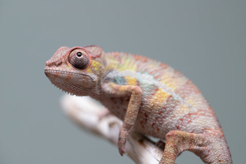 Holdbacks/Individuals: Ambilobe group from "Mahaliana" (AKA Curious) x "Tendro Rantsam-bity" (AKA Tippy Toes) - Hatched June - Male #2