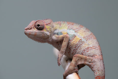 Holdbacks/Individuals: Ambilobe group from "Mahaliana" (AKA Curious) x "Tendro Rantsam-bity" (AKA Tippy Toes) - Hatched June - Male #2