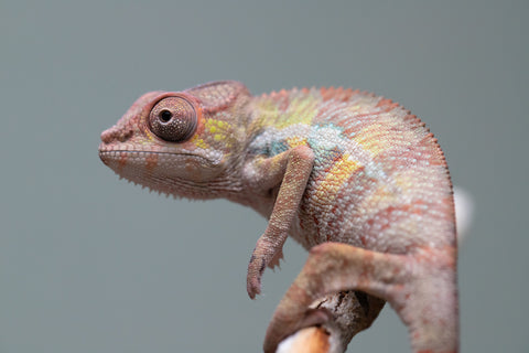 Holdbacks/Individuals: Ambilobe group from "Mahaliana" (AKA Curious) x "Tendro Rantsam-bity" (AKA Tippy Toes) - Hatched June - Male #2