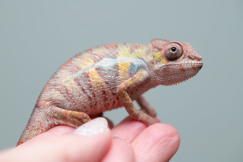 Holdbacks/Individuals: Ambilobe group from "Mahaliana" (AKA Curious) x "Tendro Rantsam-bity" (AKA Tippy Toes) - Hatched June - Male #2